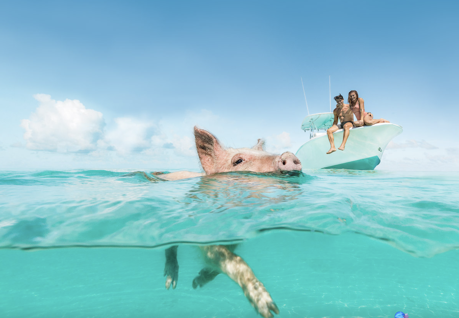 swim with pigs in the Bahamas!